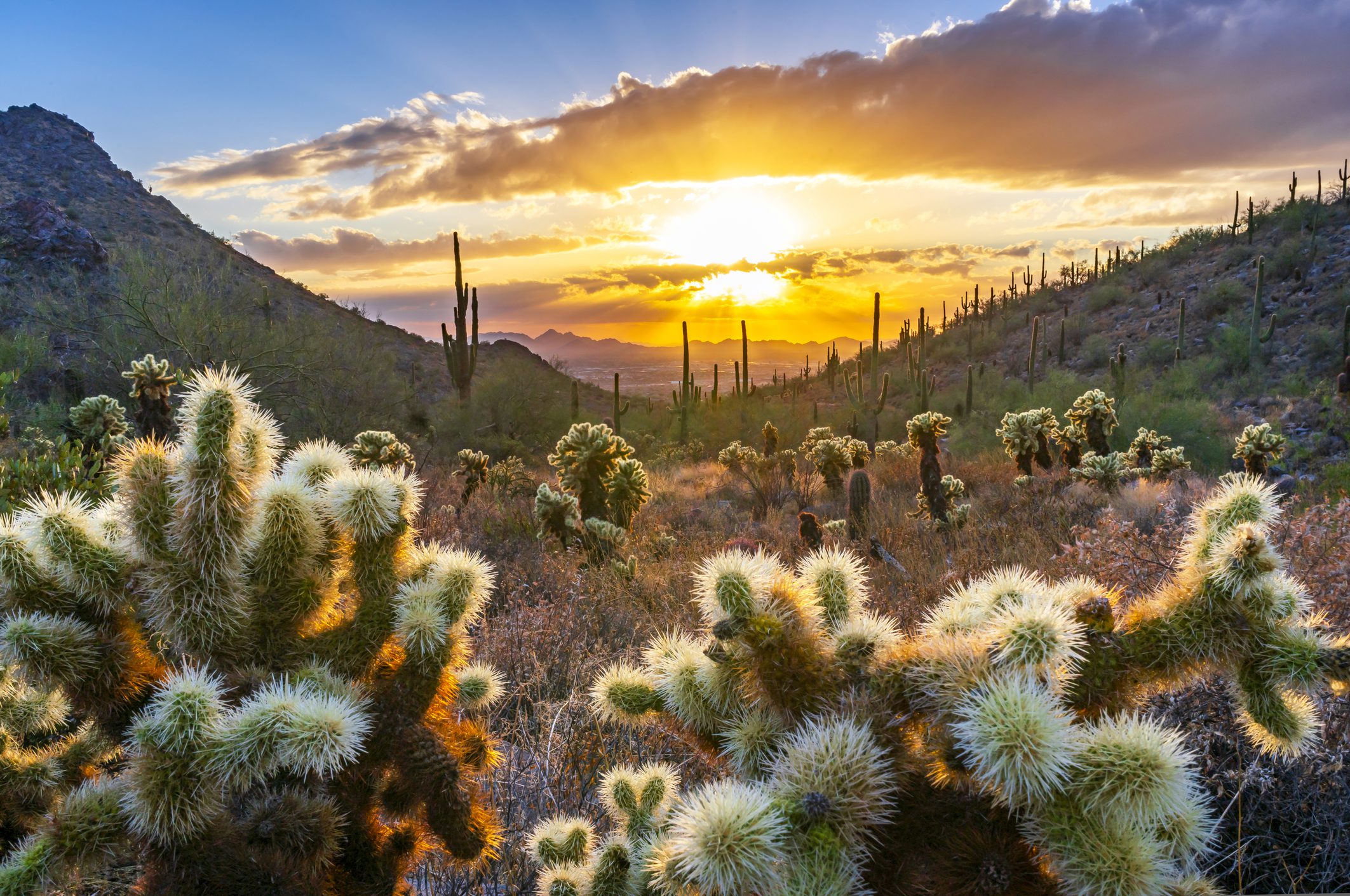 Virtual Mental Health Services in Arizona