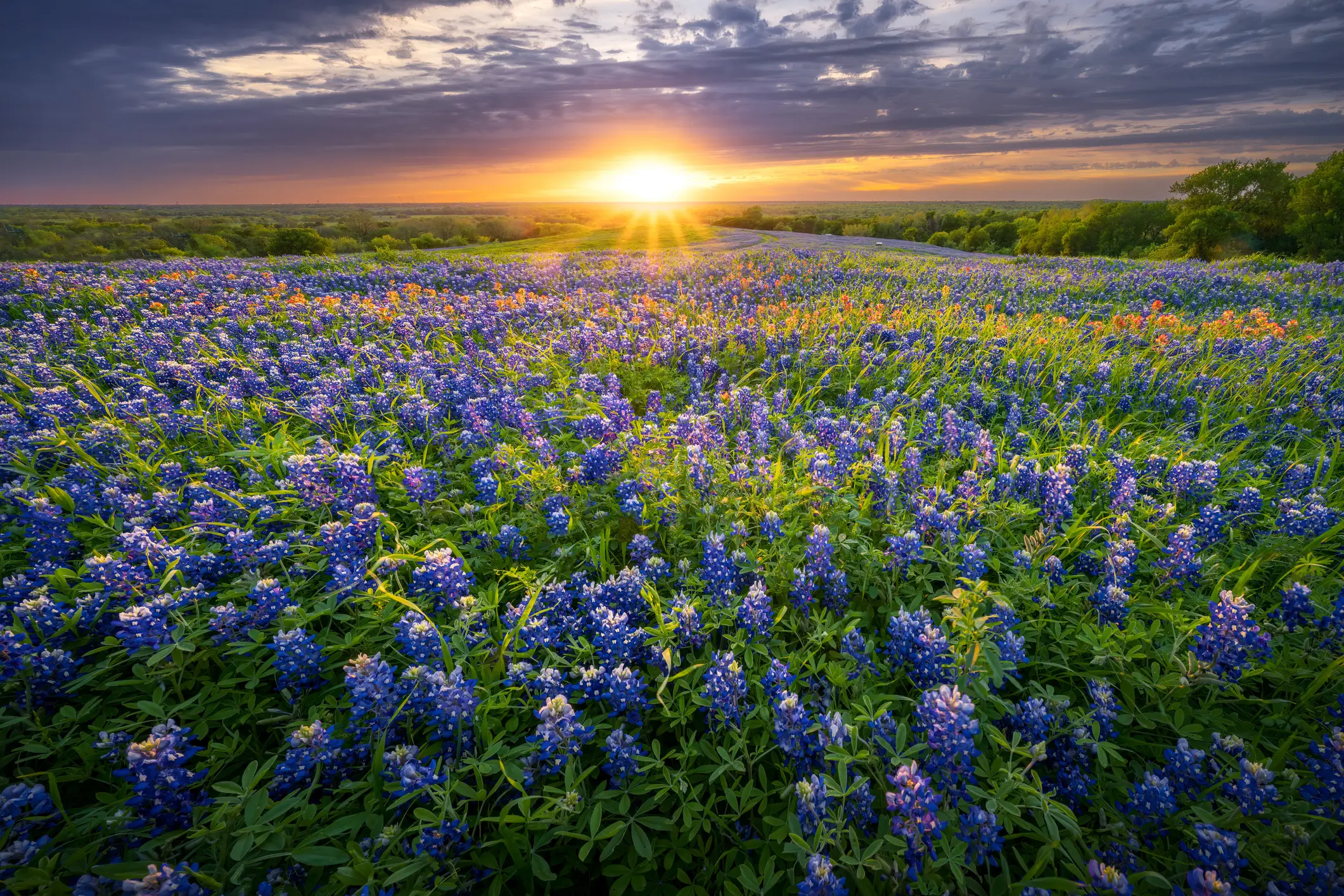Virtual Mental Health Services in Texas